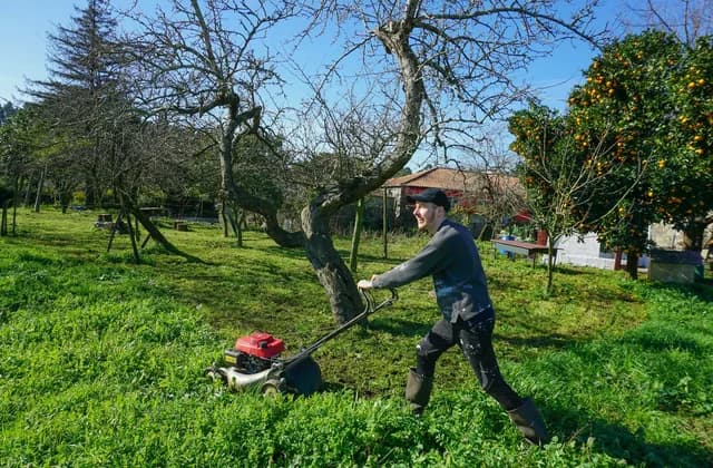 Meyve ağaçlarıyla dolu müstakil bir bahçede çim biçme makinesiyle çimleri kesen bahçıvan