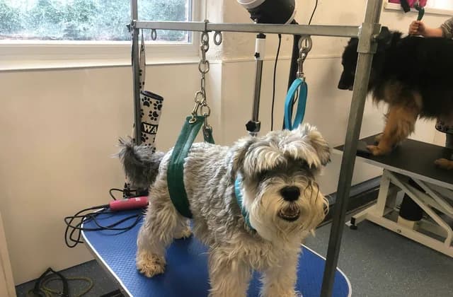 Small terrier standing on a grooming table in a dog grooming salon