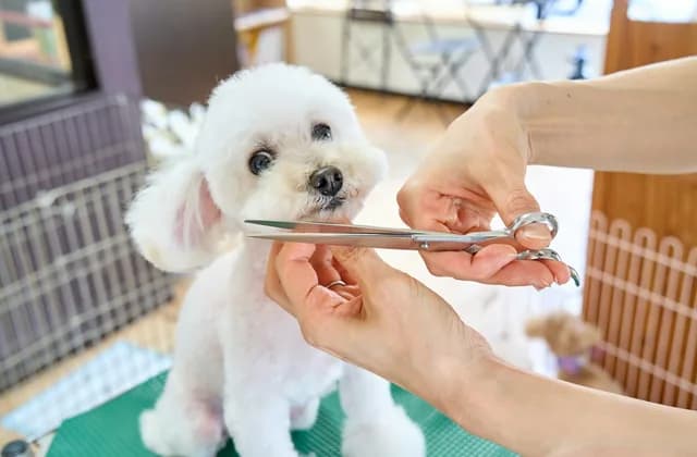 Perro pequeño de pelo blanco mientras le recortan el pelo con tijeras