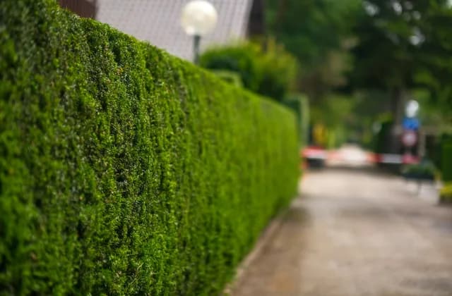 Frisch geschnittene, gerade Hecke entlang eines Gehwegs
