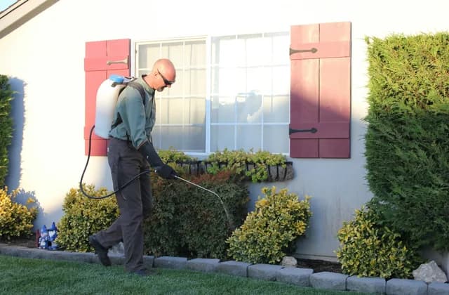 Technician with a backpack sprayer treating the flower bed along the front of a house