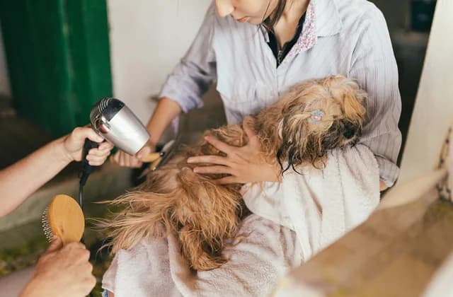 Cão de pelo longo sendo secado com secador e escova durante o banho e tosa