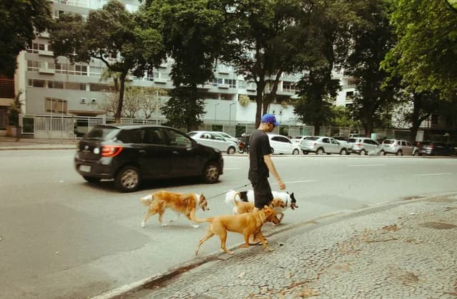 Apartman bloklarının önündeki caddede üç köpeği birlikte gezdiren bir kişi