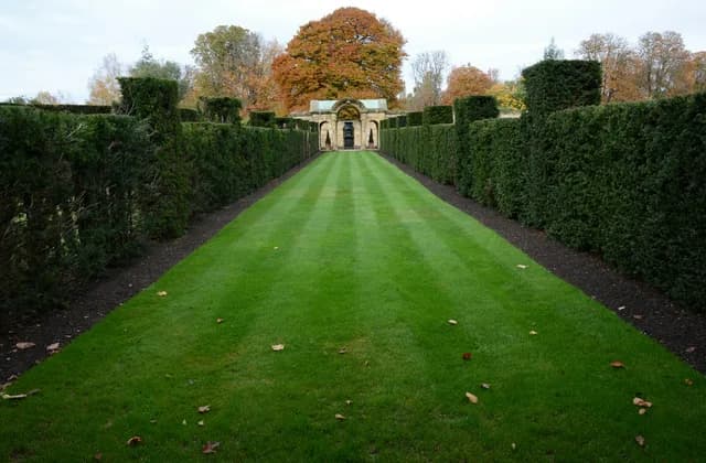 A long striped lawn between tall clipped hedges in a formal garden